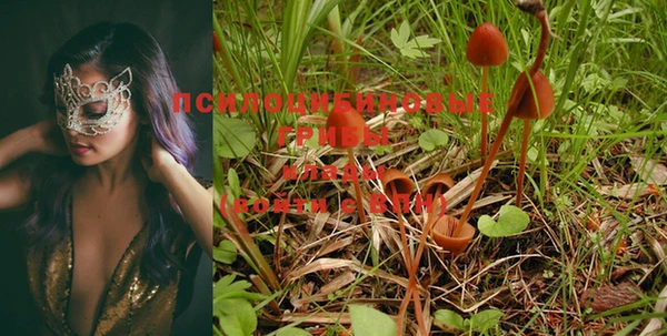 PSILOCYBIN Бронницы